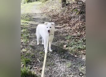 Hani – Kleine Herzenswolke sucht ein Zuhause voller Liebe