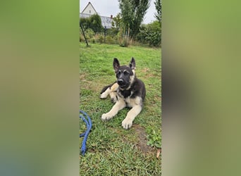 Osteuropäische Schäferhund Welpen