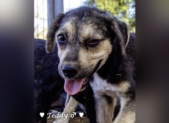 Teddy und seine Geschwister suchen ab September ein Zuhause