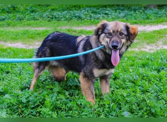 Roslyn, Mix Collie / Schäferhund, lieb und verträglich