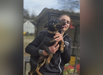 Albert – quirliger Wirbelwind sucht sportliches Zuhause!