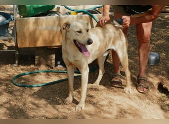 lieber Balu ist auf der Suche nach seinem Zuhause