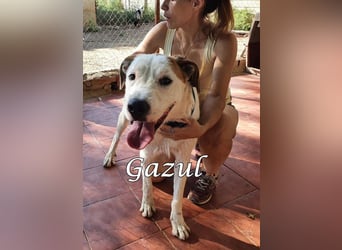 Gazul 06/2019 (ESP) - charismatischer und sozialer Boxer-Herdenschutz Mix!