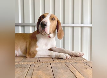 ❤️ superliebe Schmusemaus ABINA - 6 Jahre, 50cm/25kg - Balkan-Bracken-Mix
