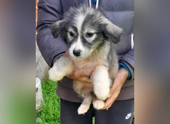 Tiara ❤️ aufgewecktes Husky-Mix Mädl