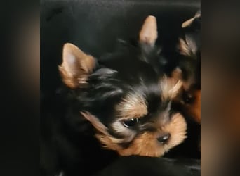 Yorkshire-Terrier Welpen,  reinrassig mit Ahnentafel sofort abgabebereit