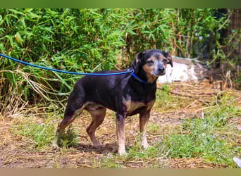 Fiona, Mix Pinscher / Chihuahua, lieb und verträglich
