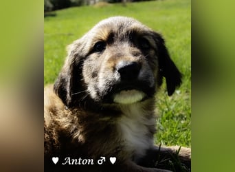 Annie und ihre Geschwister suchen ein Zuhause