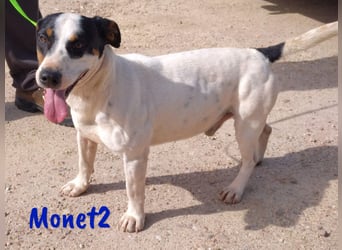 Monet2 03/2021 (ESP) - verschmuster und sehr sozialer, kleiner Ratonero Bodeguero Andaluz!