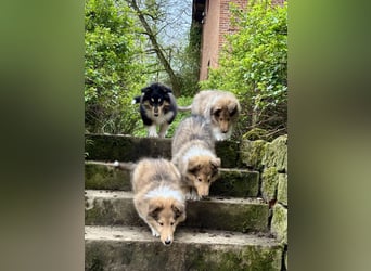 Colliewelpen im amerikanischen Typ