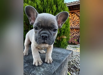 2 wunderschöne Welpen -Blue(grau) und fawn -Mädels