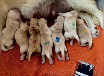Liebenswerte Golden Retriever Hündin *Welpe* sucht noch eine liebevolle Familie