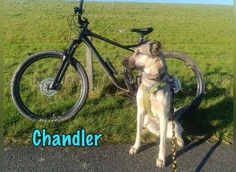 Chandler 10/21 (in Deutschland) - sportlicher, verspielter & gelehriger Rüde, ein toller Begleiter!