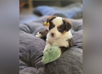 Mini Aussie Babys / Mini American Shepherds aus Liebevoller Aufzucht