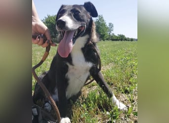 Lun seit 4 Jahren in Tierheim