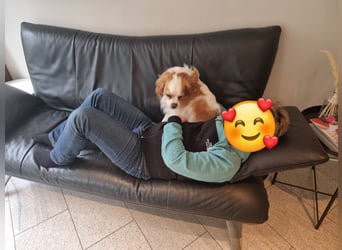Leon verliert sein Zuhause