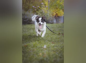 winzige süße Chihuahua Mischlings-Hündin Lotti sucht eine Familie