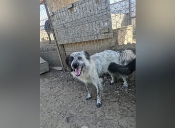 Rolfi - möchte endlich raus aus dem Shelter