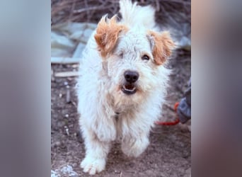 Lucky ❤️ fröhlich+aufgeweckt sucht dich!
