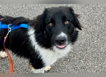 Bob - Charmanter Herdi-Mix will sich endlich binden! (47839 Krefeld)