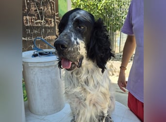 Lord  - ein ruhiger, wunderbarer Setter sucht sein liebevolles Zuhause!