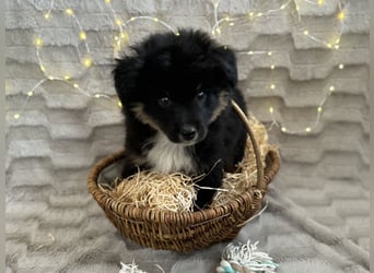 Wunderschöne Mini Aussies ab sofort ausziehbereit