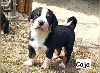 Appenzeller Sennenhund Welpen