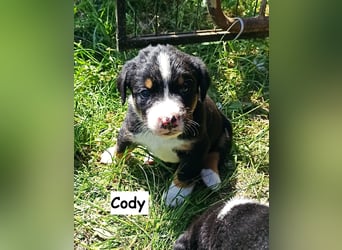 Appenzeller Sennenhund Welpen