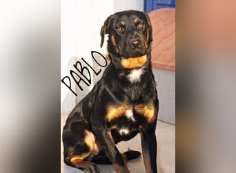 Pablo, 11/19 - ausgeglichener, lieber Rotti-Mix sucht erfahrene Familie