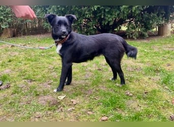 Trudie - Augenstern sucht Kuschelwolke (47839 Krefeld)