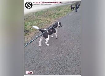 Bildhübscher, liebenswerter FLASH auf der Suche nach einem Körbchen für immer!