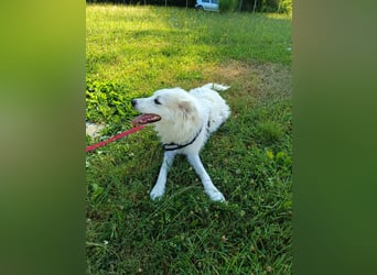 süße Retriever Mischlings Hündin Sally sucht ihre Menschen