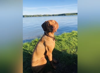 Wurfankündigung Magyar Vizsla Welpen (Mai 25)