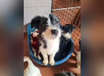 Neugieriger EDISON ist verspielt und liebt kuscheln
