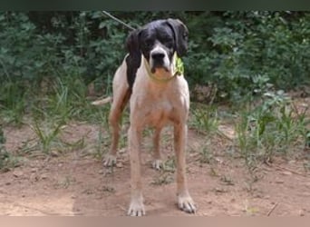 Honey-Bunny, einer von vier Hunden, die dringend ein neues Zuhause benötigen
