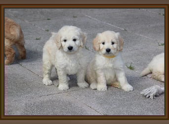 GOLDENDOODLE Traum ! Bezaubernde Welpen aus langjähriger+überprüfter Familienaufzucht.