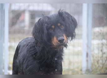 Serena - anfangs etwas schüchtern, eine sehr freundliche Hündin
