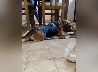 Beagle Mix HUGO (2 Jahre alt) sucht eine Familie!