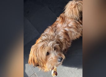 Rennsemmel TOTTI sucht seine Lieblingsmenschen!