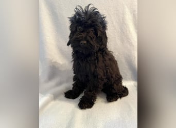 Wunderschöne Mini/Medium Goldendoodle Hündin in schwarz-braun zu verkaufen 6 Monate alt max.38cm