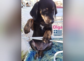 Olga, 01/25 - süßes Schlappöhrchen sucht Familie,bereits auf PS in 40723 Hilden