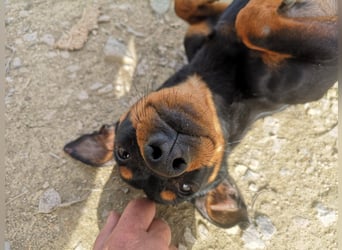 Murphy, möchte endlich ein Zuhause