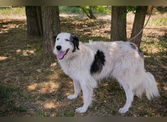 Chip 2233069: Sucht ein Zuhause