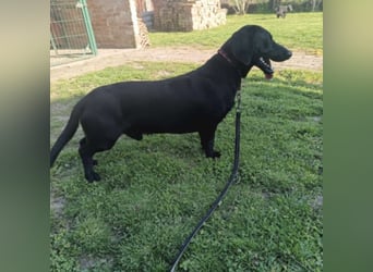 Kerlchen-Blacky ein absoluter Schatz
