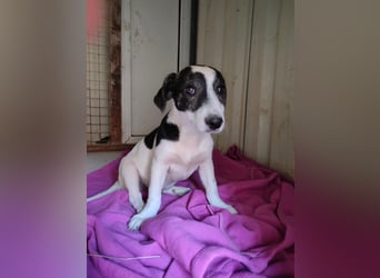 Zazu, schüchtern aber lieb