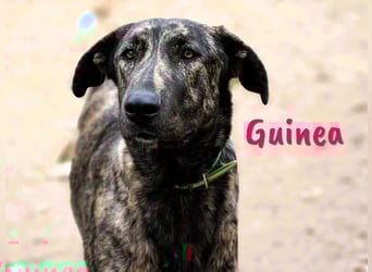 Guinea 10/2023 (ESP) - friedliche und soziale, sehr hübsche gestromte Schönheit!