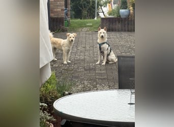 Anjey sucht ein für immer zu Hause