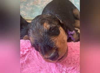 Typvolle Airedale Terrier Welpen aus Leistungszucht VDH/KfT