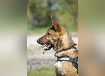 Bella2 SI – Aktive Hündin sucht passendes Zuhause