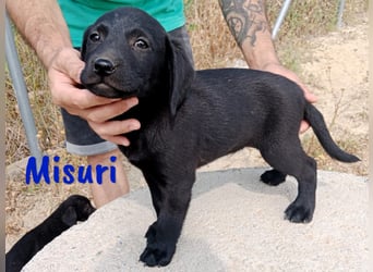 Misuri geb. 03/2025 (ESP) - verschmuster Labrador-Mix Welpe!